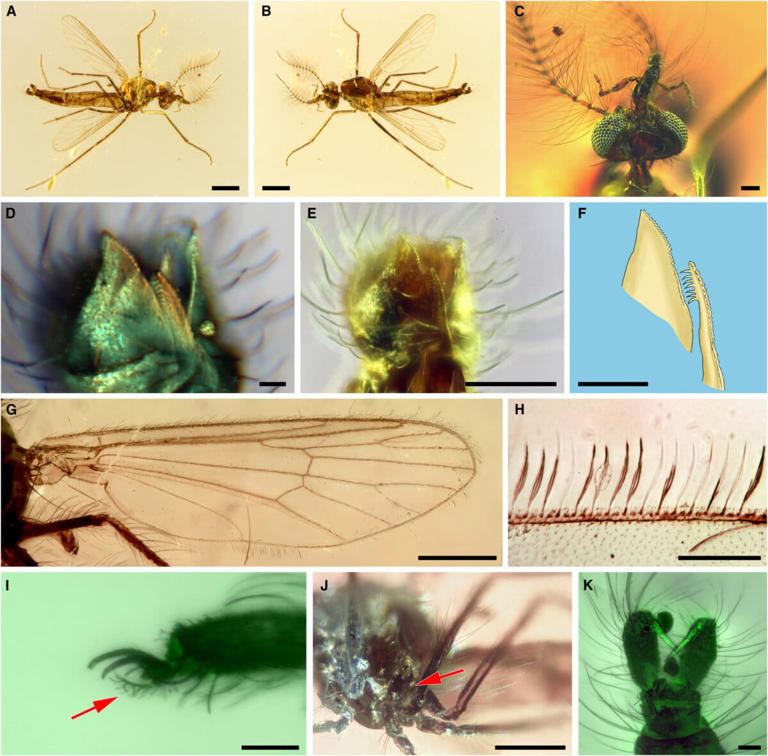 Scientists found a tiny insect trapped in amber since the dinosaur era ...