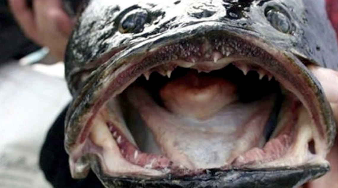 This fish is ugly, can breathe air and if you see it in SC, kill it ...