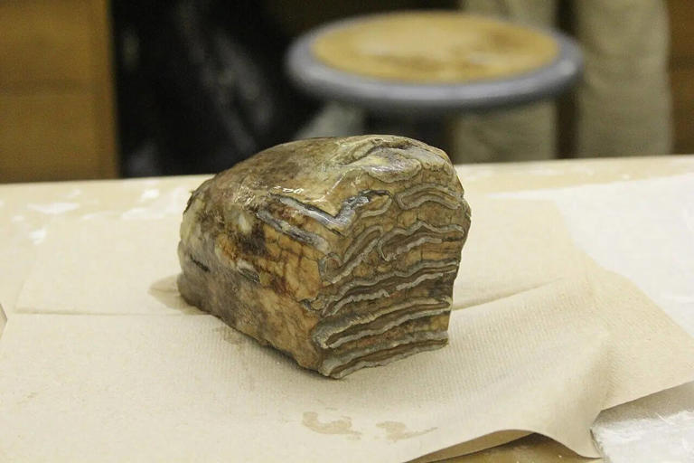In 2016, stadium crews digging in Oregon found giant bones that ...