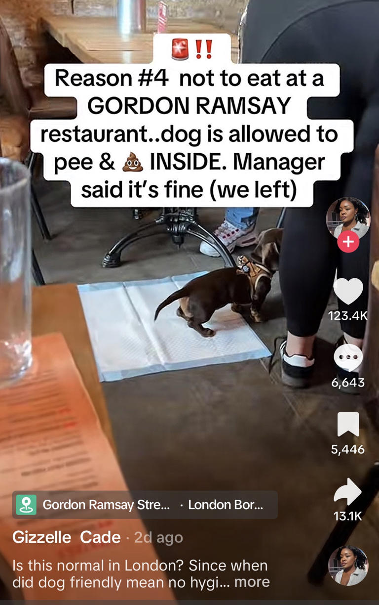 Gordon Ramsay reacts to claims dog pooed inside his London restaurant