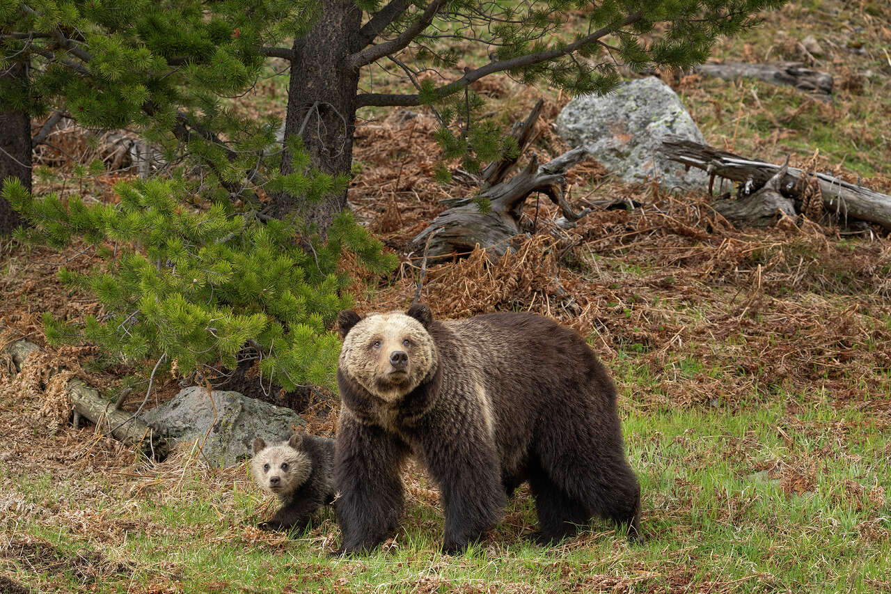 Debunking myths about the recent national park bear attacks