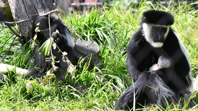 Louisville Zoo welcomes male baby colobus monkey