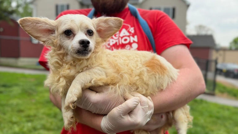 Nearly 50 dogs and puppies rescued from 'unsanitary' Pennsylvania home