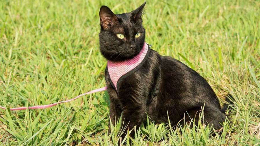 Bring your cat to this Riverdogs game, or maybe bring a new one home