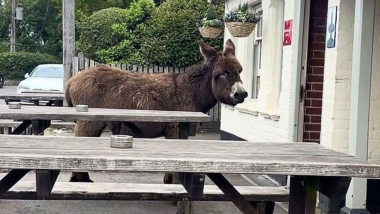 Loyal customers! Two donkeys wait their turn in front of an English pub