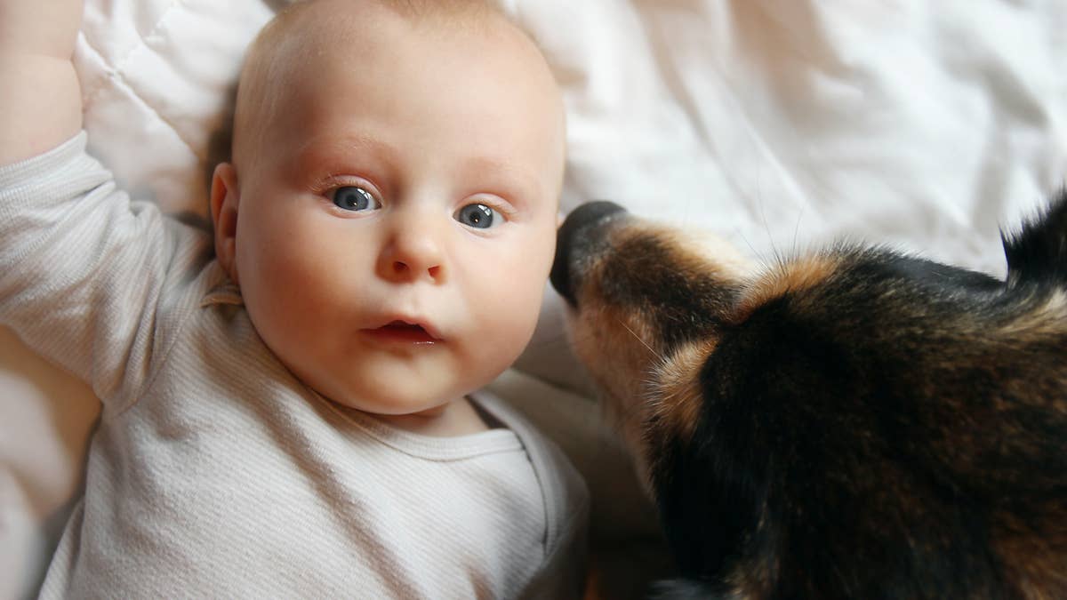 German shepherd's sweet request before joining baby nap time melts hearts