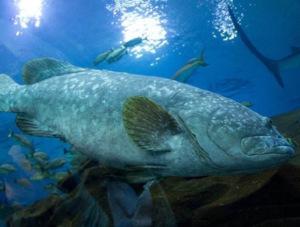 Florida Fish and Wildlife sets August 2 deadline for Atlantic gag ...