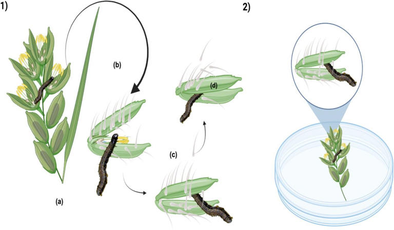 Rice plants observed trapping and killing fall armyworm caterpillars