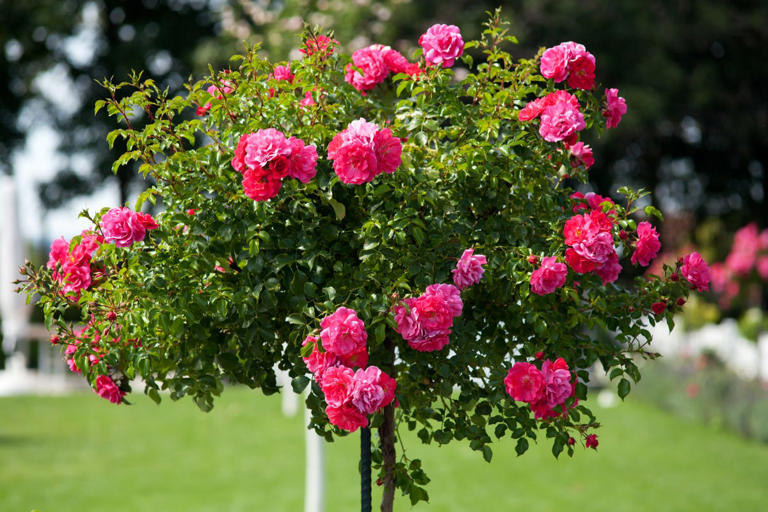 These 17 flowering trees will make your yard the envy of the neighborhood