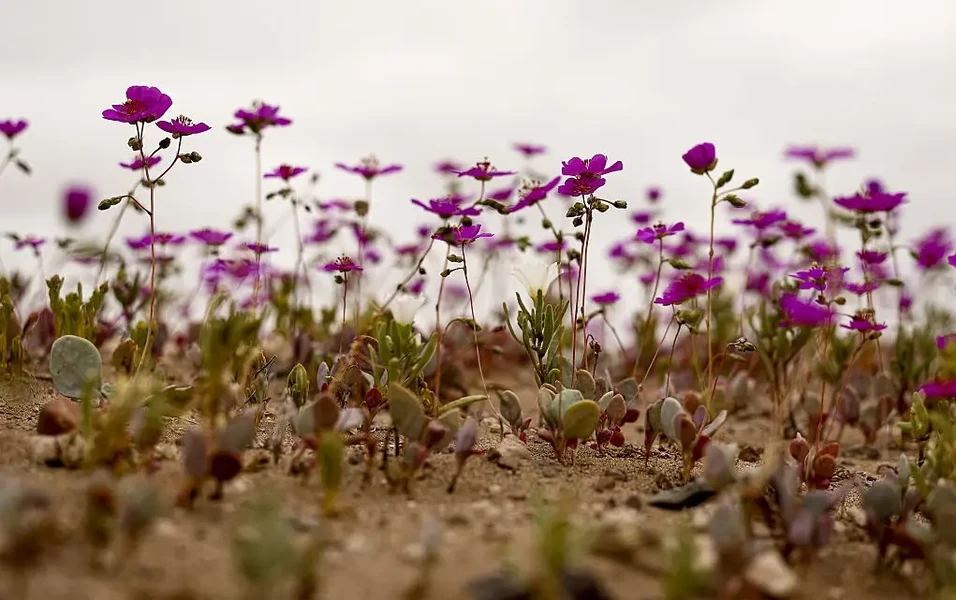 Exploring the Atacama beyond the usual paths