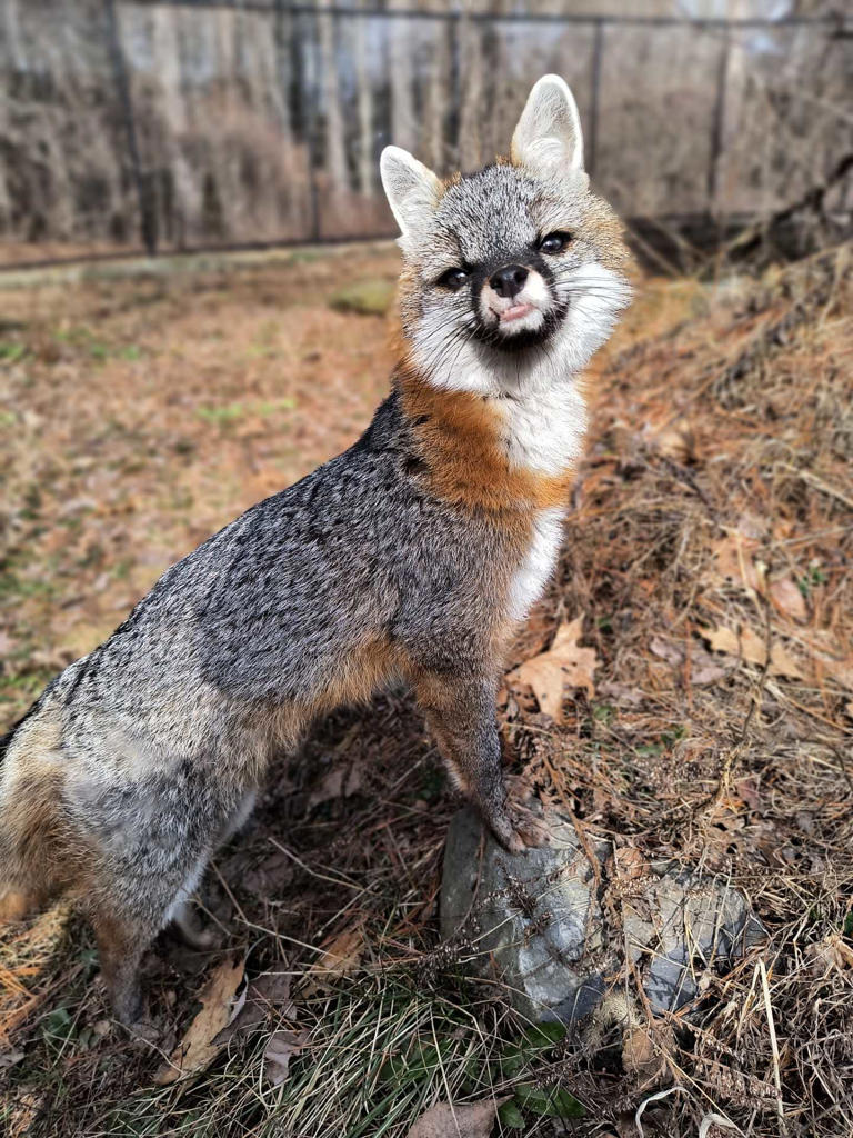 Maine Wildlife Park welcomes new gray fox