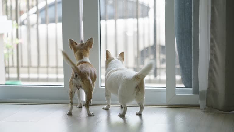 Majestic dog waits at the shelter door every day—still hoping her ...