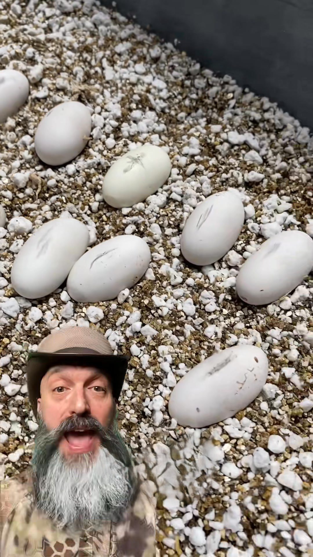 Candling snake eggs with the Molinaro Snake Lab