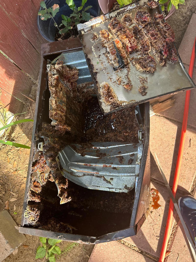 Massive beehive removed from Laredo property after family reports ...