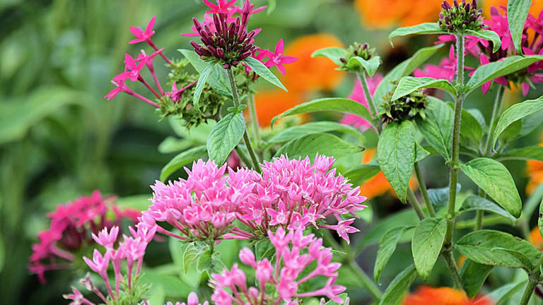 Build the ultimate pollinator garden with these 20 essential flowers
