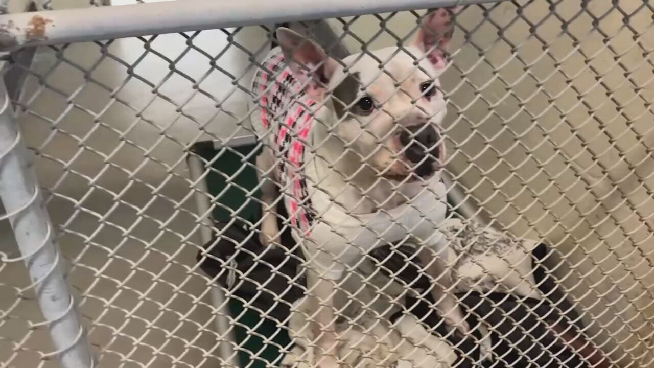 Florida enhances new penalties for animal cruelty offenses