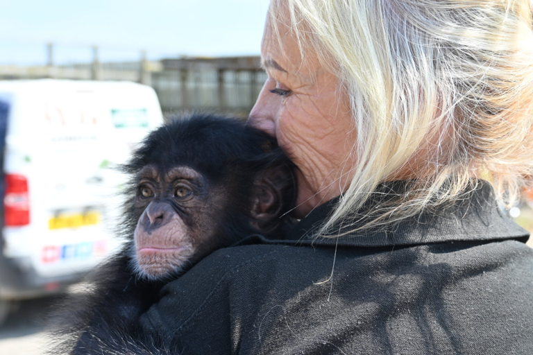 Couple takes in abandoned baby chimp in bid to save its life