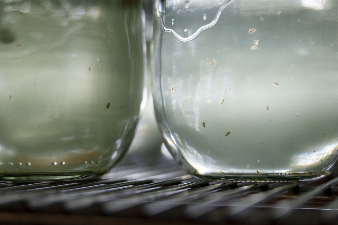How water fleas detect their predators