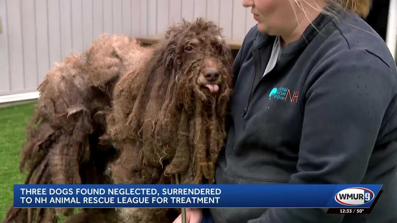 Neglected dogs, parrot recovering after rescue from Hudson home