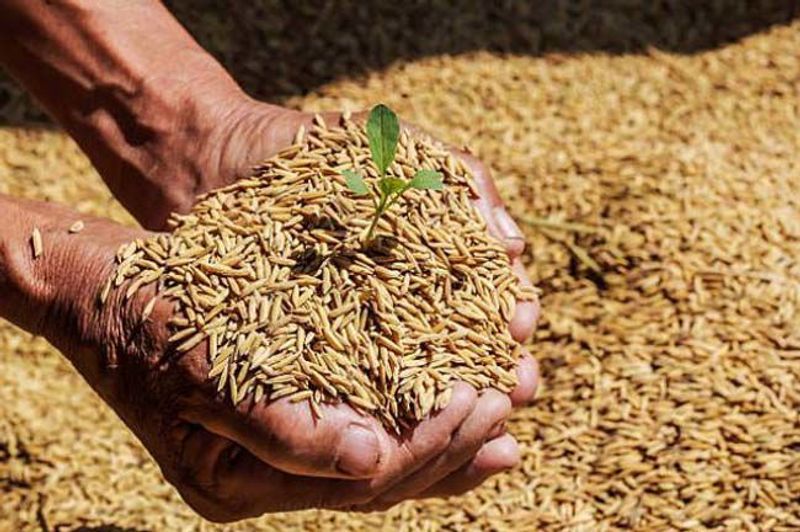 Govt hikes paddy MSP by Rs 72 to Rs 2,441 per quintal