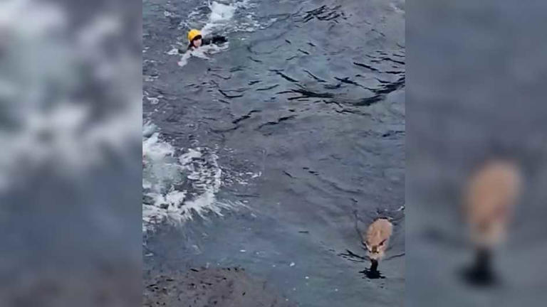 Video shows Point Lobos stranded doe rescue; animal later dies, State ...