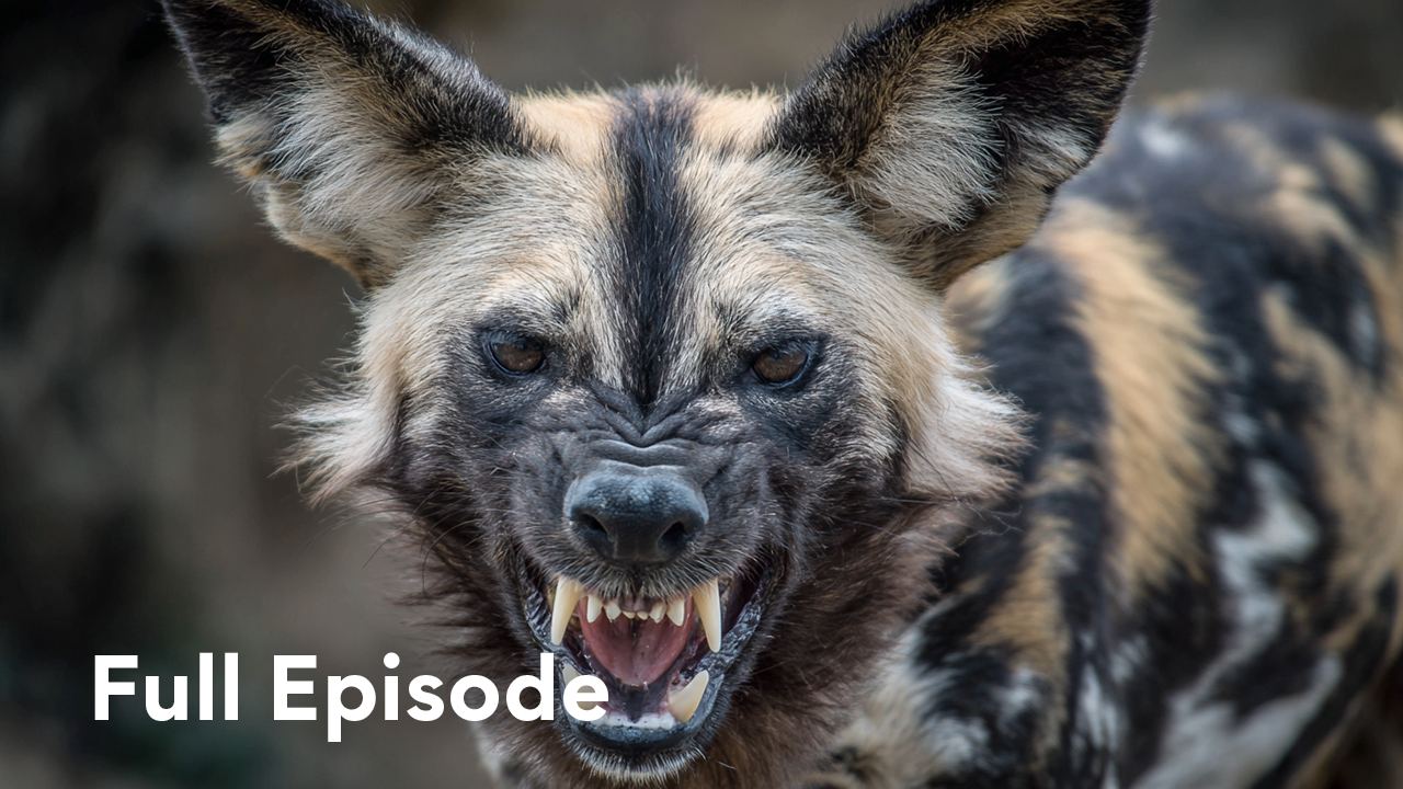 Nature's elite: The ultimate strategy of apex predators | Attack and ...