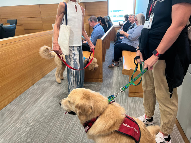 Four paws, one cause: Therapy dogs bring comfort to kids in court and ...