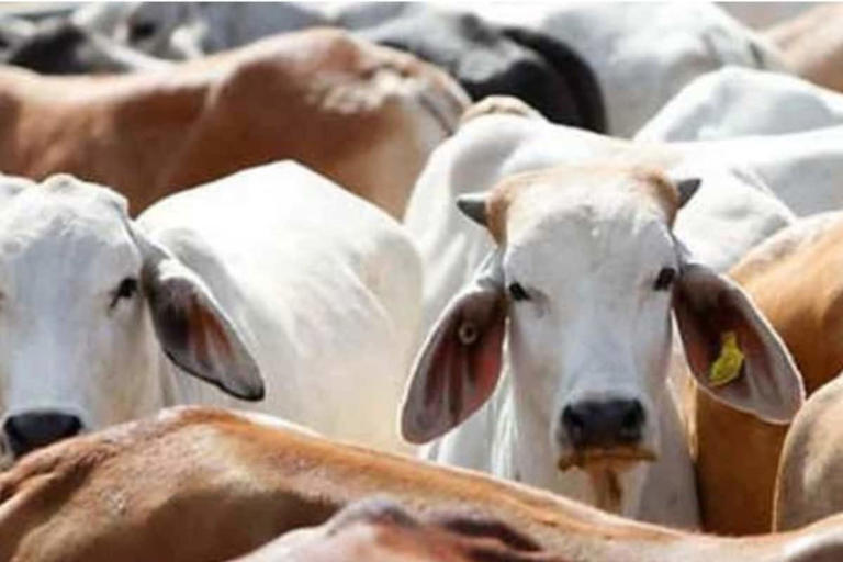 পশ্চিমবঙ্গ সরকার গরু জবাই আইন বলবৎ করার ঘোষণা করেছে, বেআইনি বাণিজ্যের  বিরুদ্ধে ক্র্যাক ডাউন
