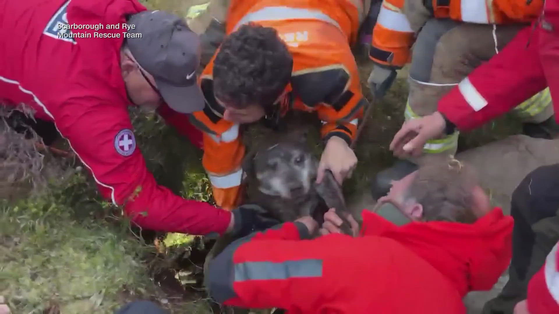 Rescue crews spend 6 hours saving a dog trapped 21 feet underground in ...