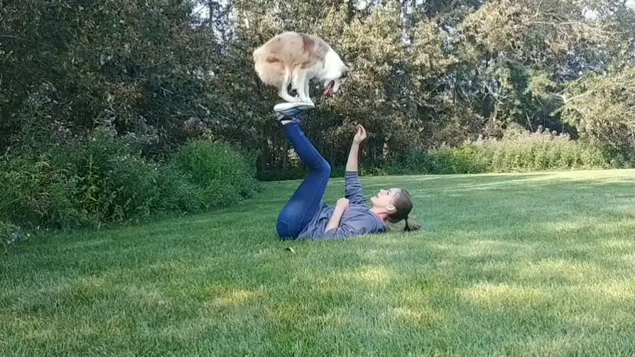 Vixey the amazing trick dog performs impressive skills