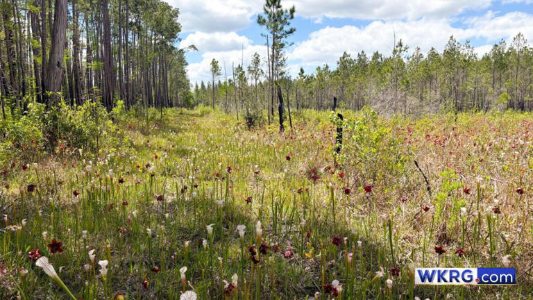 Conservation effort protects hundreds of acres in Bay Minette