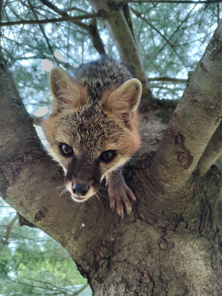 Maine Wildlife Park welcomes new gray fox