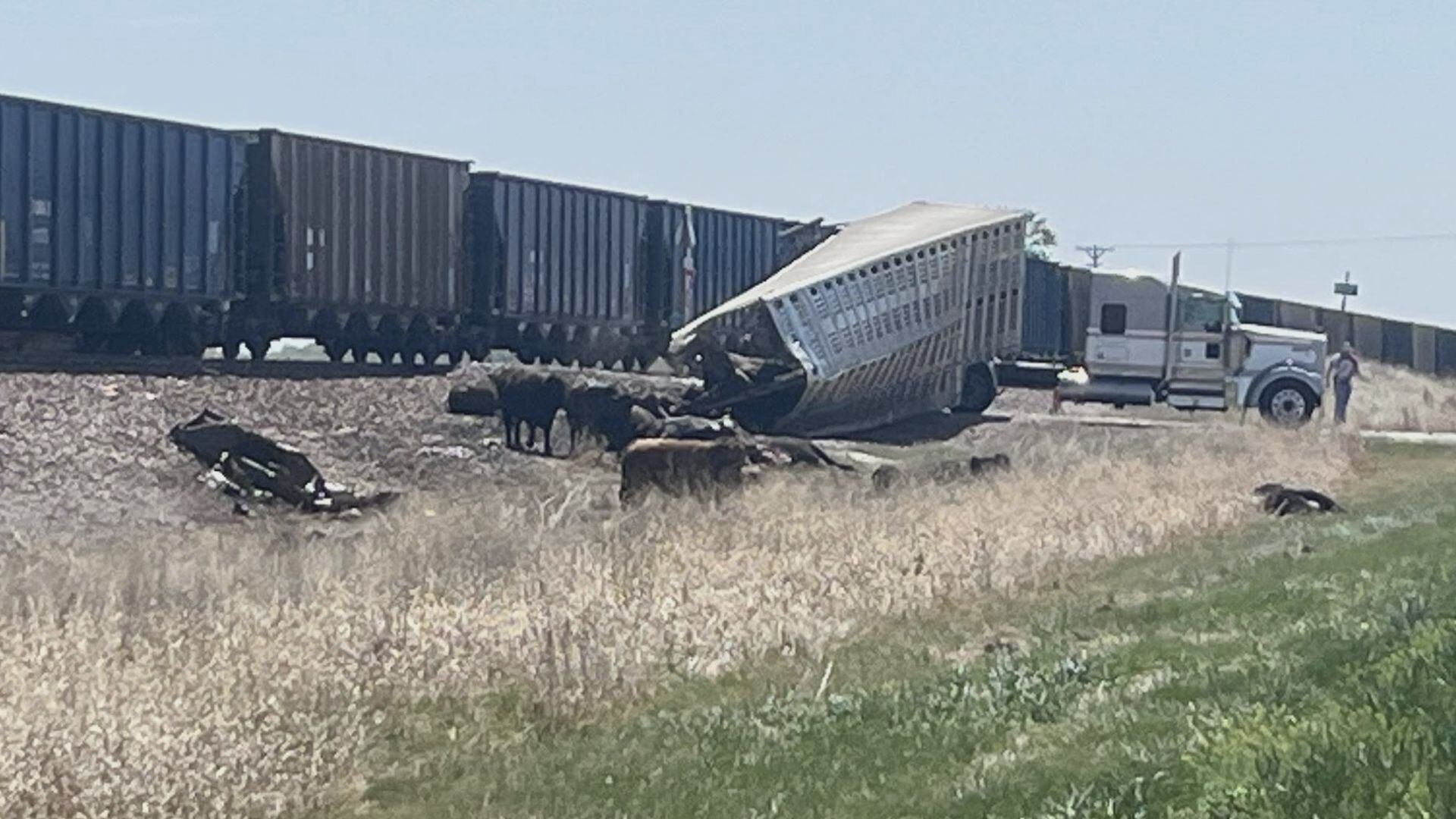 22 cattle killed after train and semi-trailer collide in Custer County