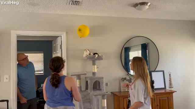 Cat joins family balloon game