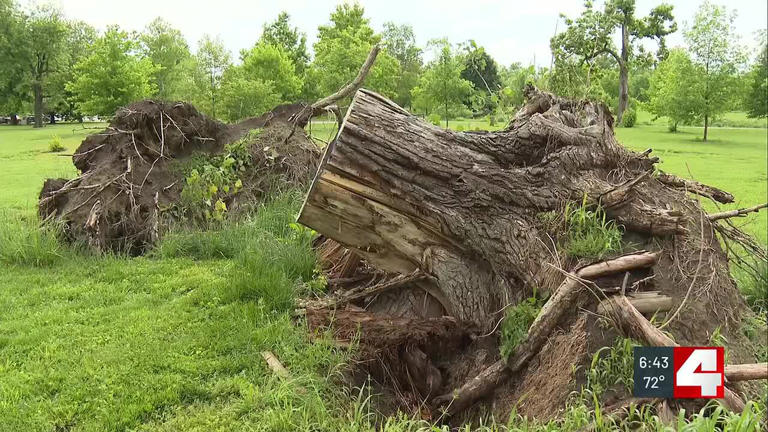 First alert forward: Restoring Forest Park’s tree canopy