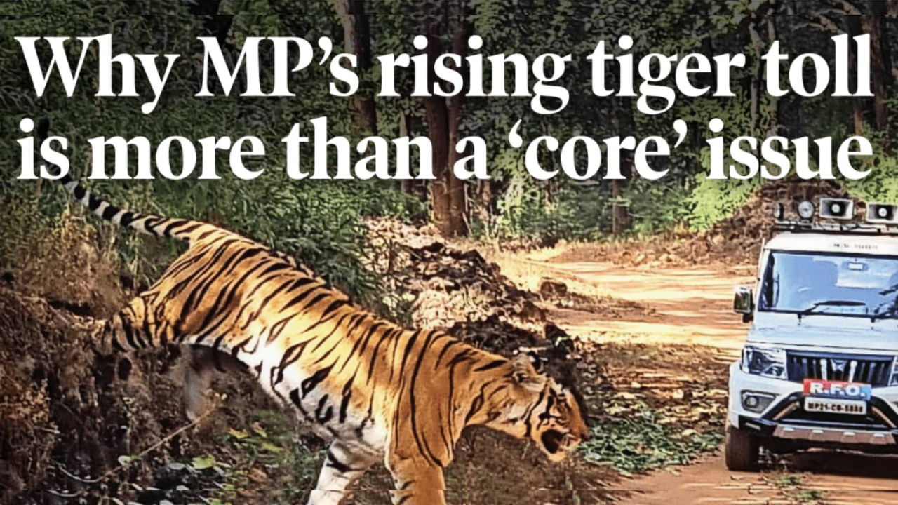 Why MP’s rising tiger toll is more than a 'core' issue