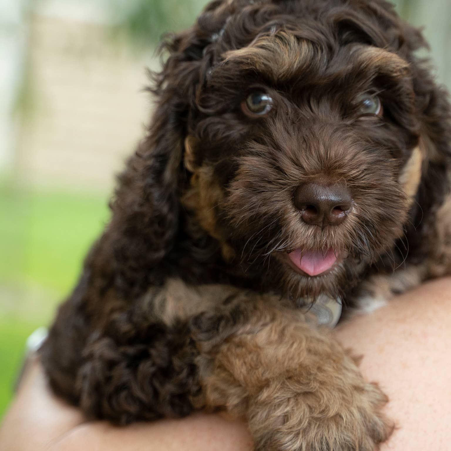 Watch this adorable Aussie-doodle puppy chase her leash in a hilarious ...