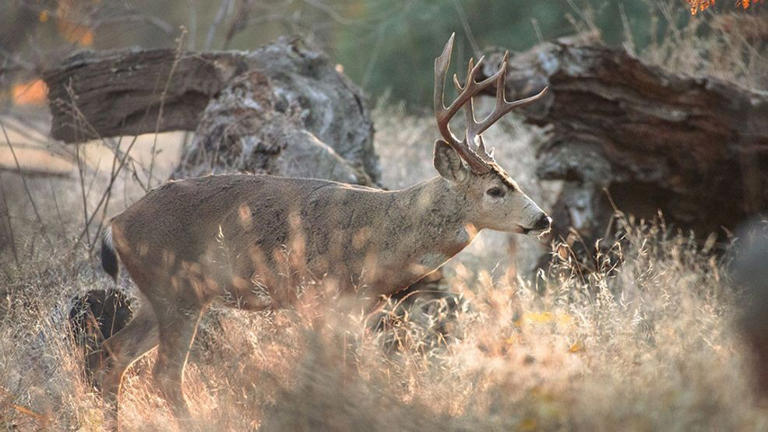 CDFW opens permit drawing for Merced County deer, pig access hunts Aug. 8-9