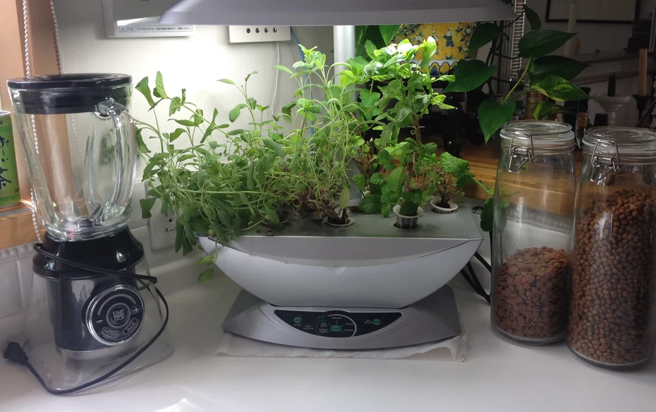 View of Apartment gardening made simple and joyful