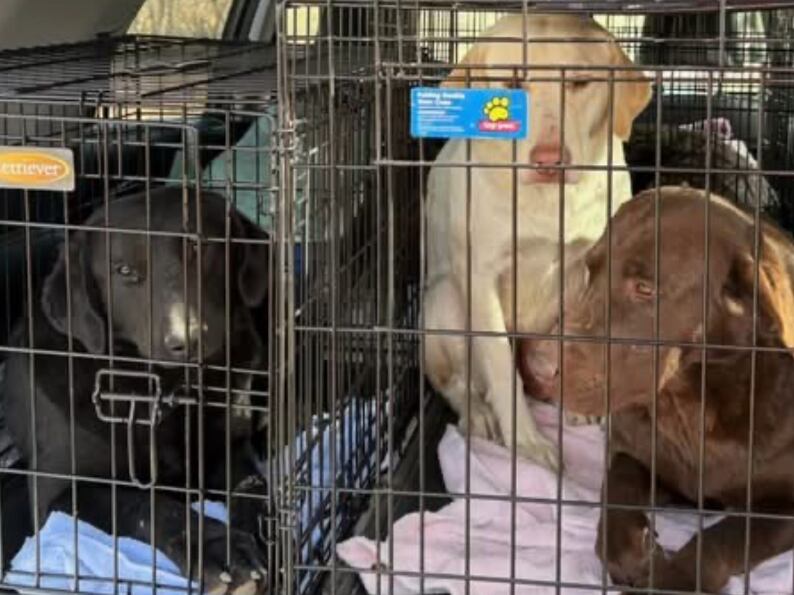 Dogs rescued from deplorable conditions in Saunders County finding new ...