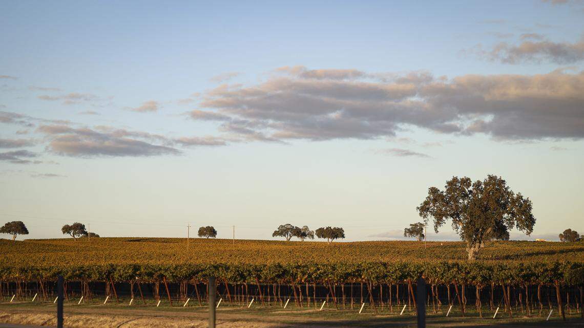 Paso Robles farmers, wineries may need to pay for groundwater. Here's how much