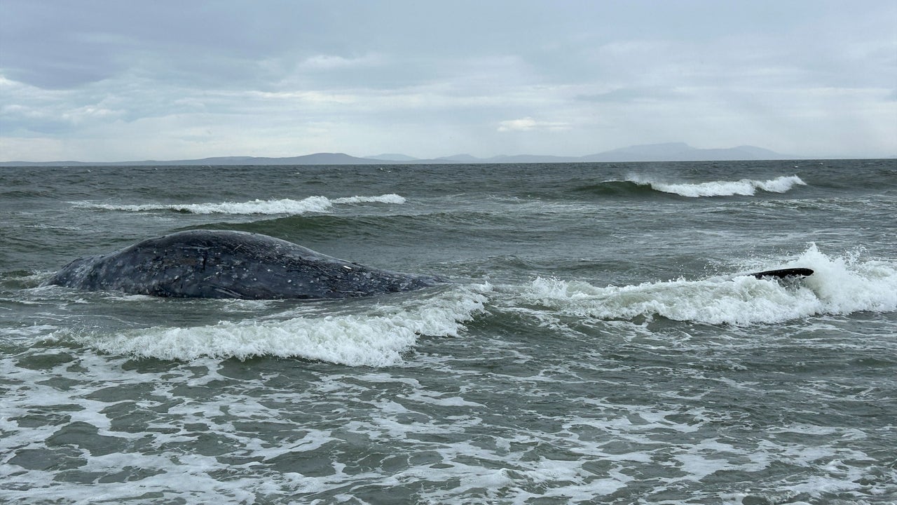 19th gray whale death reported near Whidbey Island, WA