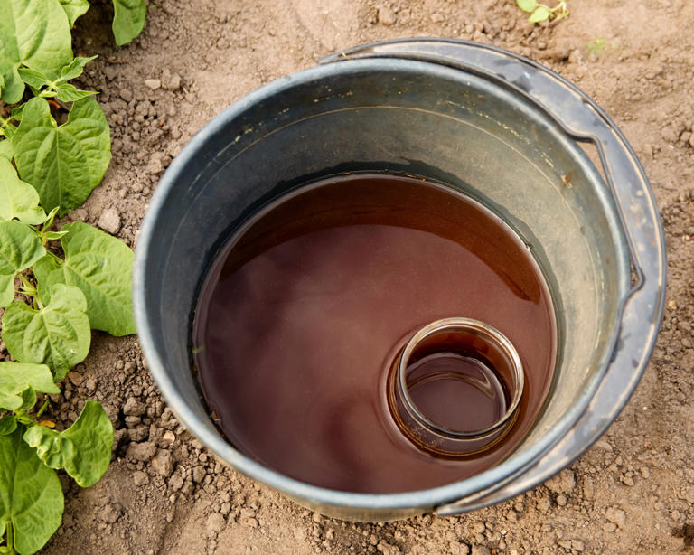 How to make compost tea for a fast-acting organic fertilizer that gives ...