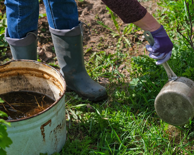 How to make compost tea for a fast-acting organic fertilizer that gives ...