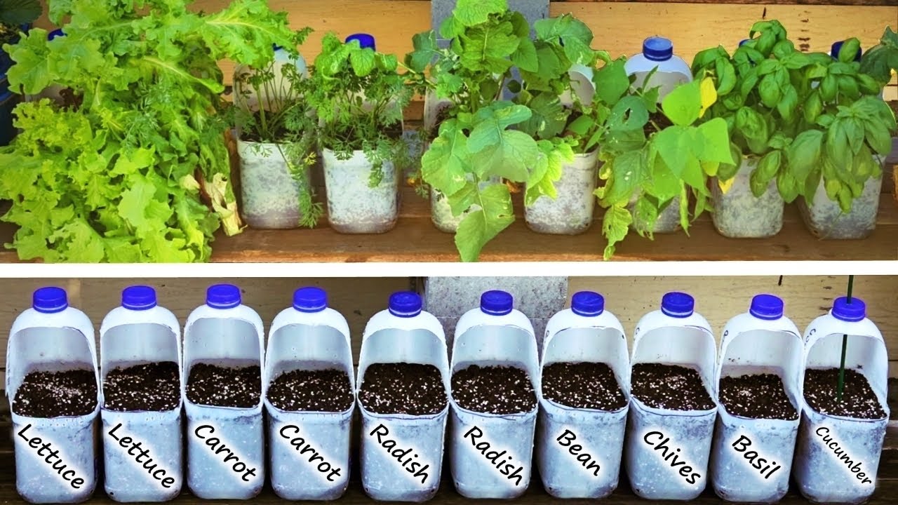 Beautiful view of Small Space Food Gardening