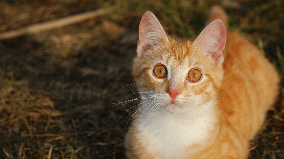 12 surprising cat facts that may change how you understand your feline ...