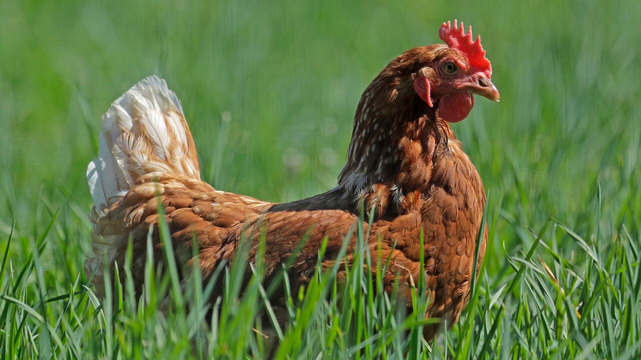 Topeka city leaders consider limits on backyard chickens