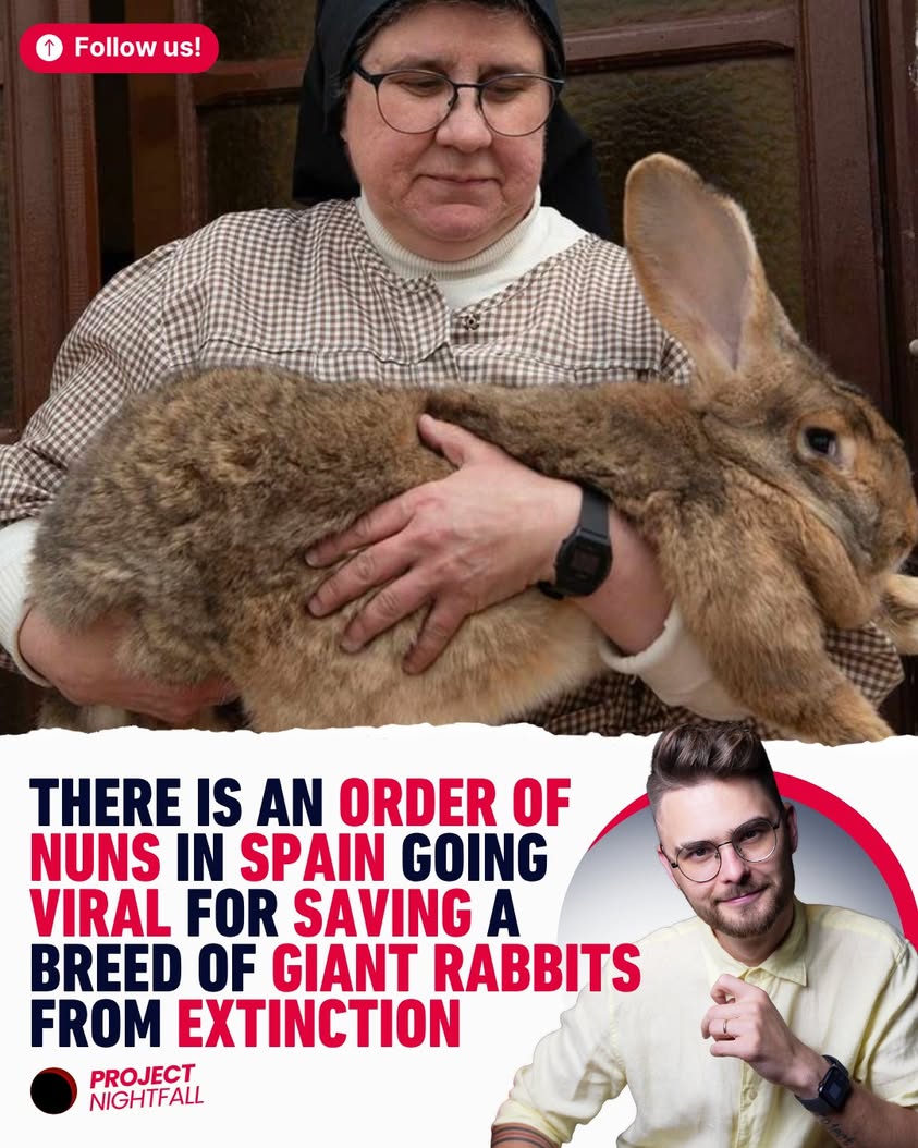Sisters' sacred duty: Saving 20-pound rabbits from extinction's brink