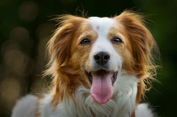 View of Why dogs suddenly start barking after midnight