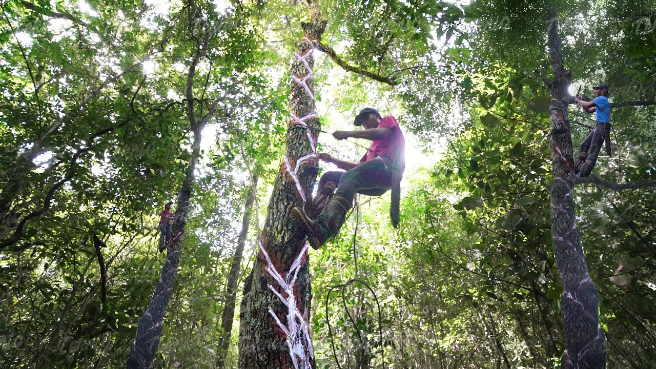 How a village harvests natural gum from a remarkable tree